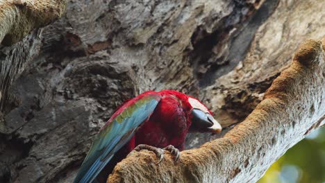 Scarlet-Macaw-closeup-sitting-in-the-tree-looking-around-and-swaying-its-head-and-showing-crest-feathers