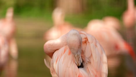Eine-Nahaufnahme-Eines-Hellrosa-Chilenischen-Flamingos-,-Der-Seine-Federn-Putzt,-Während-Er-In-Die-Kamera-Schaut
