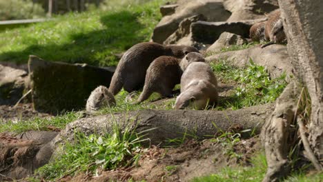Eine-Nahaufnahme-Einer-Familiengruppe-Asiatischer-Kleinklauiger-Otter-,-Die-In-Der-Nähe-Eines-Stroms-Auf-Dem-Gras-Miteinander-Schnüffeln-Und-Nach-Nahrung-Suchen