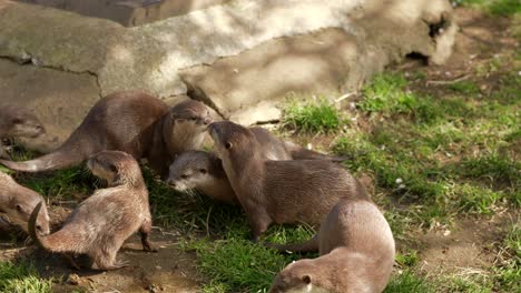 A-close-up-shot-of-a-family-group-of-Asian-small-clawed-otters-scent-marking-their-territory-on-the-grass