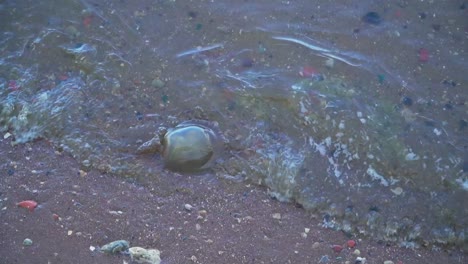 Jellyfish-washed-up-in-the-beach-1