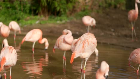 Eine-Gruppe-Hellrosa-Chilenischer-Flamingos-Trinkt-Wasser-Und-Putzt-Ihre-Federn-In-Einem-See