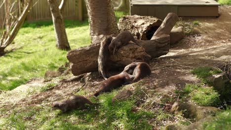 A-small-family-group-of-Asian-small-clawed-otters-play-on-grass-and-tree-stumps
