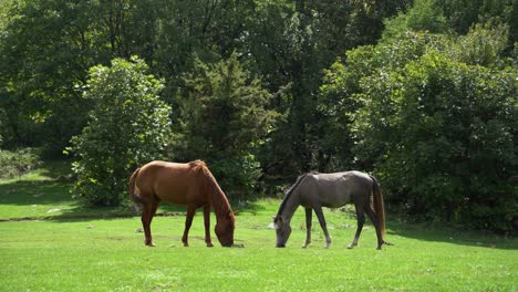 Two-free-horses-graze-grass-in-a-green-meadow-near-the-mountain-forest