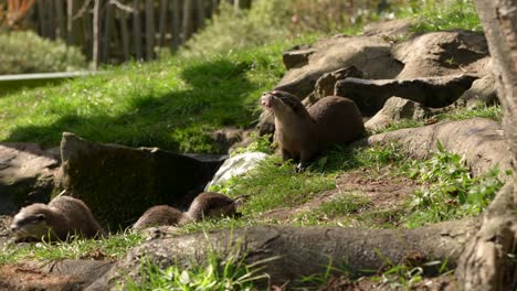 A-close-up-shot-of-a-family-group-of-Asian-small-clawed-otters-rolling-around-and-playing,-exploring-and-eating-with-each-other-near-a-stream-on-the-grass