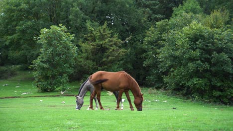 Horses-grazing-fresh-grass-on-green-meadow-near-forest-trees,-animals-in-nature