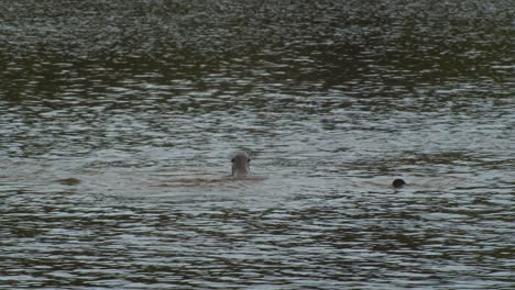 Eine-Familie-Von-Ottern-Schwimmt-Zusammen-Entlang-Des-Flusses,-Die-Schar-Geht-Zusammen