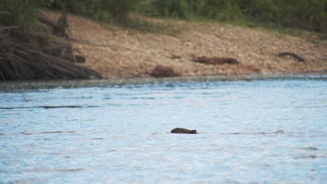 Capybara-seen-slowly-swimming-across-the-river-in-the-peruvian-amazon