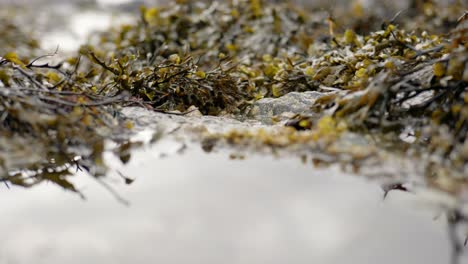 An-rolling-tide-slowly-moves-towards-a-seaweed-covered-rockpool-in-the-foreground-on-the-coast-of-Scotland