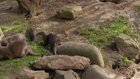 A-family-group-of-Asian-small-clawed-otters-exploring-their-surroundings-and-searching-for-food-with-each-other-on-the-grass