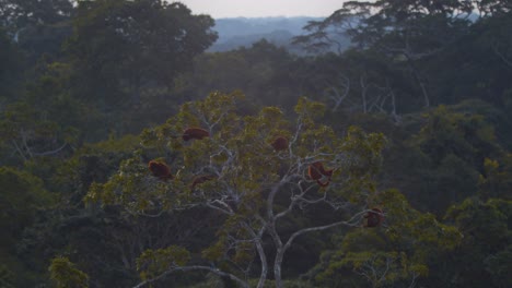 Slider-shot-Troupe-of-Red-Howler-monkeys-resting-atop-of-a-tree-away-from-any-danger