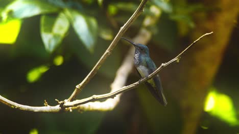 Ein-Schillernder,-Viel-Gefleckter-Kolibri,-Der-Auf-Einem-Ast-Im-Peruanischen-Regenwald-Sitzt-Und-Sich-Umschaut