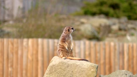 A-single-meerkat-sit-on-a-rock-looking-our-for-danger