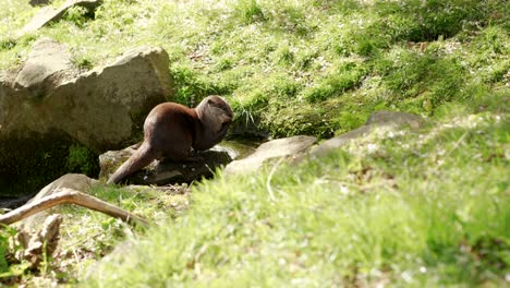 A-small-Asian-small-clawed-otter-sits-in-a-freshwater-stream-eating-something-in-its-paws-before-walk-out-of-frame