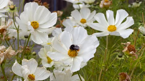 Diese-Nahaufnahme-Einer-Biene-Auf-Einer-Blume-Zeigt-Ihn,-Wie-Er-Pollen-Von-Den-Weißen-Blüten-Sammelt-Und-Im-Herbst-Davonfliegt