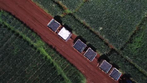 Aerial-top-down-sideways-over-tractor-and-plantation-in-Costa-Rica-during-pineapple-harvest