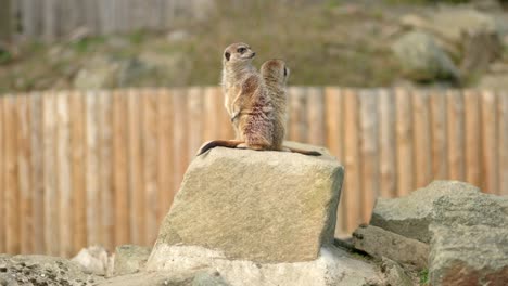 Dos-Meerkats-Se-Sientan-En-Una-Roca-Buscando-Nuestro-Peligro