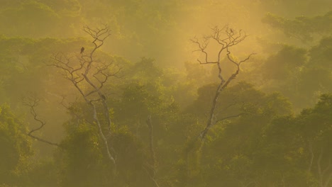 Beautiful-golden-morning-pull-back-shot-over-the-amazon-rain-forest-with-amazing-hues-all-around