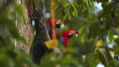 Pair-of-Brilliantly-coloured-Scarlet-Macaws-sitting-Calmly-up-in-the-Rain-forest-canopy