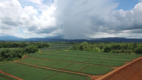 Aerial-forward-over-pineapple-green-fields-with-cloudy-sky-in-background,-Upala-in-Costa-Rica