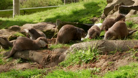 A-close-up-of-a-family-group-of-Asian-small-clawed-otters-searching-for-and-eating-food-with-each-other-near-a-stream-on-the-grass