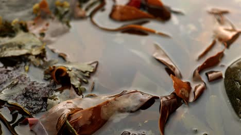 Slow-panning-shot-with-a-shallow-depth-of-field-of-orange-seaweed-sitting-in-a-still,-reflective-rock-pool