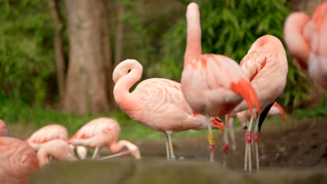 Bright-pink-Chilean-flamingos-preen-their-feathers-and-walk-around-in-the-background