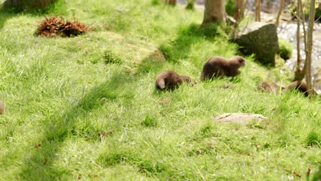 A-family-group-of-Asian-small-clawed-otters-walk-away-from-the-camera-towards-a-flowing-river