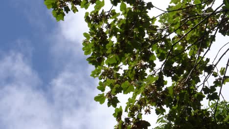 Green-leaves-of-the-branches-of-the-tall-tree-shake-in-the-wind-with-the-cloudy-sky-in-the-background