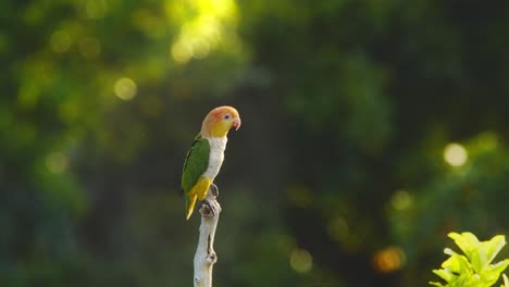 A-White-bellied-parrot-sits-on-the-perch-and-spreads-its-wings-as-it-basks-in-morning-sunlight
