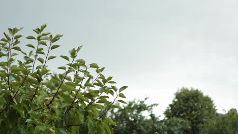 Tree-and-the-sky-background-video-on-a-rainy-and-cloudy-day-at-noon-in-the-backyard-and-the-village
