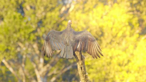 Slider-shot-of-a-Basking-Turkey-vulture-in-Golden-light-in-the-morning-with-spread-wings
