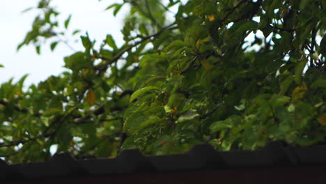 Apple-tree-in-the-backyard-on-a-rainy-day-in-autumn