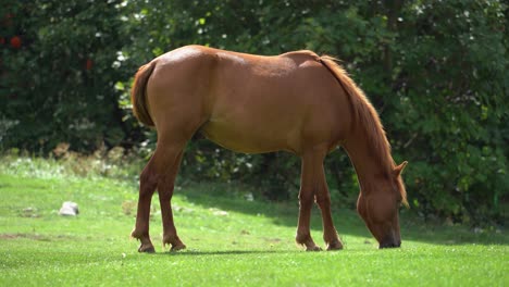 Free-horse-grazing-the-fresh-grass-in-the-green-meadow-with-the-forest-in-the-background