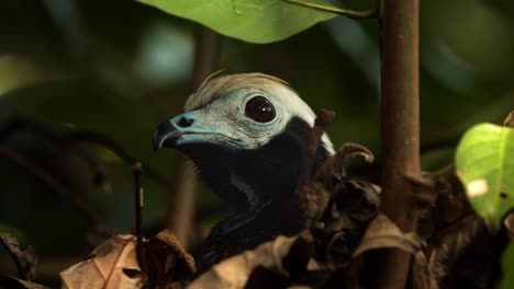 Super-close-up-of-a-blue-throated-piping-Guan-head-only-looking-around-with-its-big-eye-and-curved-beak