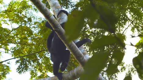 Spider-Monkey-moving-from-branch-to-branch-in-Rain-forest-Canopy-in-slow-motion-looking-down