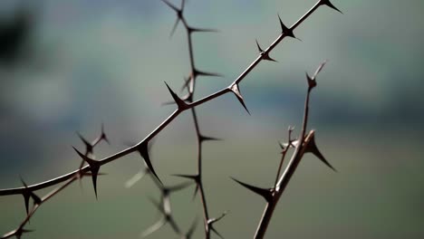 Thorns-at-the-edge-of-the-forest