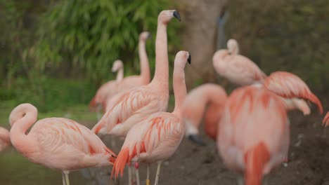 Hellrosa-Chilenische-Flamingos-Sehen-Sich-Um-Und-Putzen-Sich