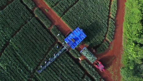 Luftaufnahme-Von-Oben-Nach-Unten-über-Förderband-Und-Arbeiter-Während-Der-Ananasernte,-Upala-In-Costa-Rica