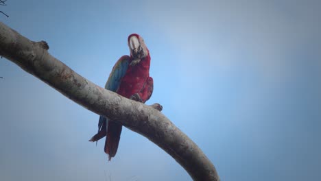 Scarlet-Macaw-with-a-broken-tail-sits-on-a-branch-with-sky-in-the-background-cleaning-its-talons