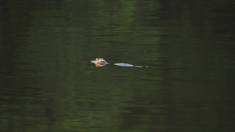Young-Caiman-floats-and-then-starts-to-swim-giving-direction-with-its-tail