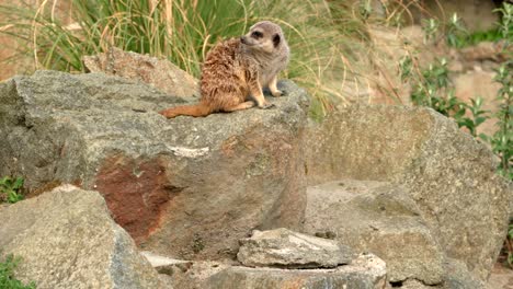 A-meerkat-sits-on-a-rock-keeping-an-eye-out-for-danger