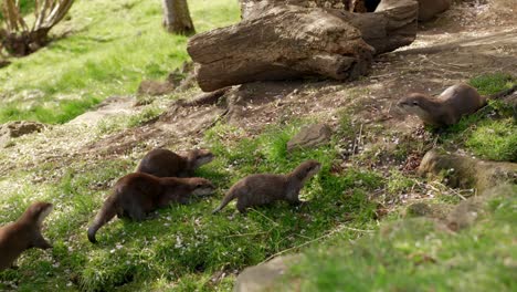 A-small-family-group-of-Asian-small-clawed-otters-cautiously-approach-and-sniff-another-otter-at-Edinburgh-Zoo,-Scotland