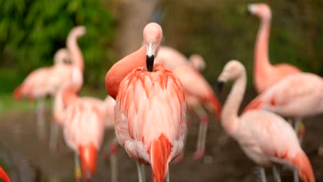 Ein-Hellrosa-Chilenischer-Flamingo-Im-Mittelrahmen-Putzt-Seine-Federn-Auf-Dem-Rücken,-Während-Andere-Flamingos-Im-Hintergrund-Herumlaufen