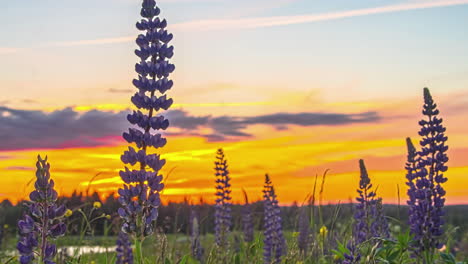 Close-up-time-lapse-of-lavender-flowers-moving-with-wind-at-an-incredible-sunset