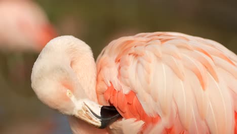 Eine-Nahaufnahme-Eines-Hellrosa-Chilenischen-Flamingos-,-Der-Sich-Selbst-Putzt,-Indem-Er-Seinen-Kopf-Gegen-Die-Federn-Reibt