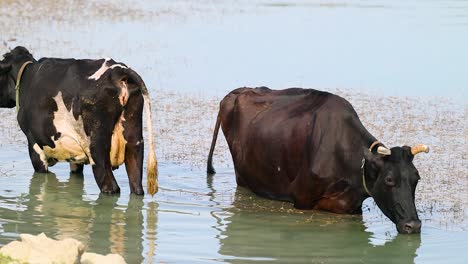 Zwei-Kühe-Trinken-Wasser-Und-Erfrischen-Sich-In-Einem-See