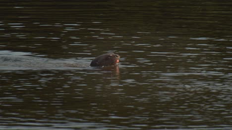 Single-Giant-River-Otter-swims-while-chewing-on-a-fish-in-its-mouth-and-then-dives