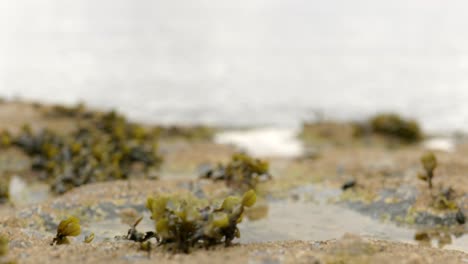 A-slow-racking-focus-shot-looking-out-to-sea-over-still-water-in-a-rock-pool-with-barnacles-and-seaweed-in-Scotland