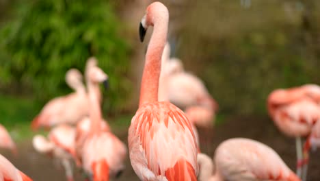Ein-Hellrosa-Chilenischer-Flamingo-Putzt-Sich,-Indem-Er-Seinen-Kopf-An-Den-Federn-Auf-Seinem-Rücken-Reibt,-Während-Andere-Flamingos-Im-Hintergrund-Herumlaufen